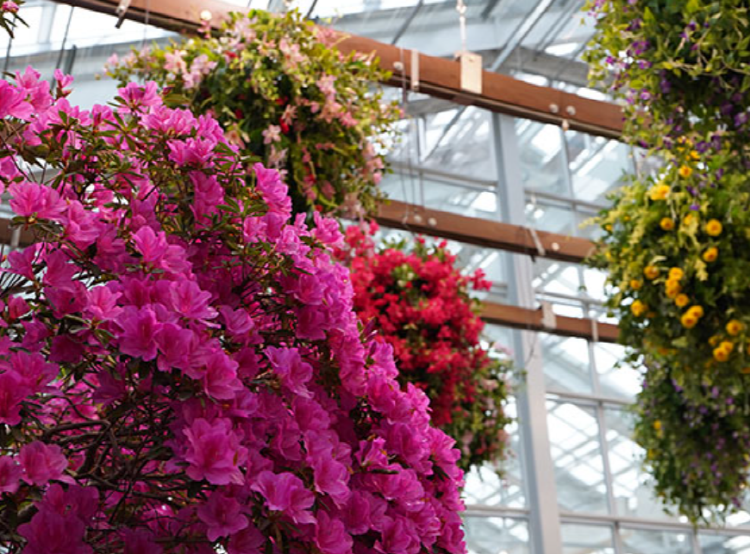 가평 베고니아 새정원