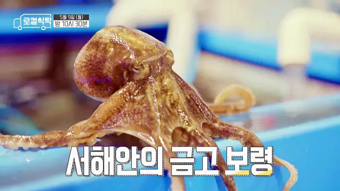 로컬식탁 보령 남희석 함께한 갑오징어 통찜, 쭈꾸미 볶음 보령 갑오징어 주꾸미 맛집 위치 어디