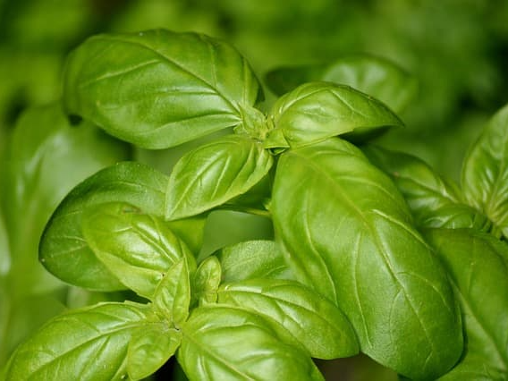 바질 세포 보호