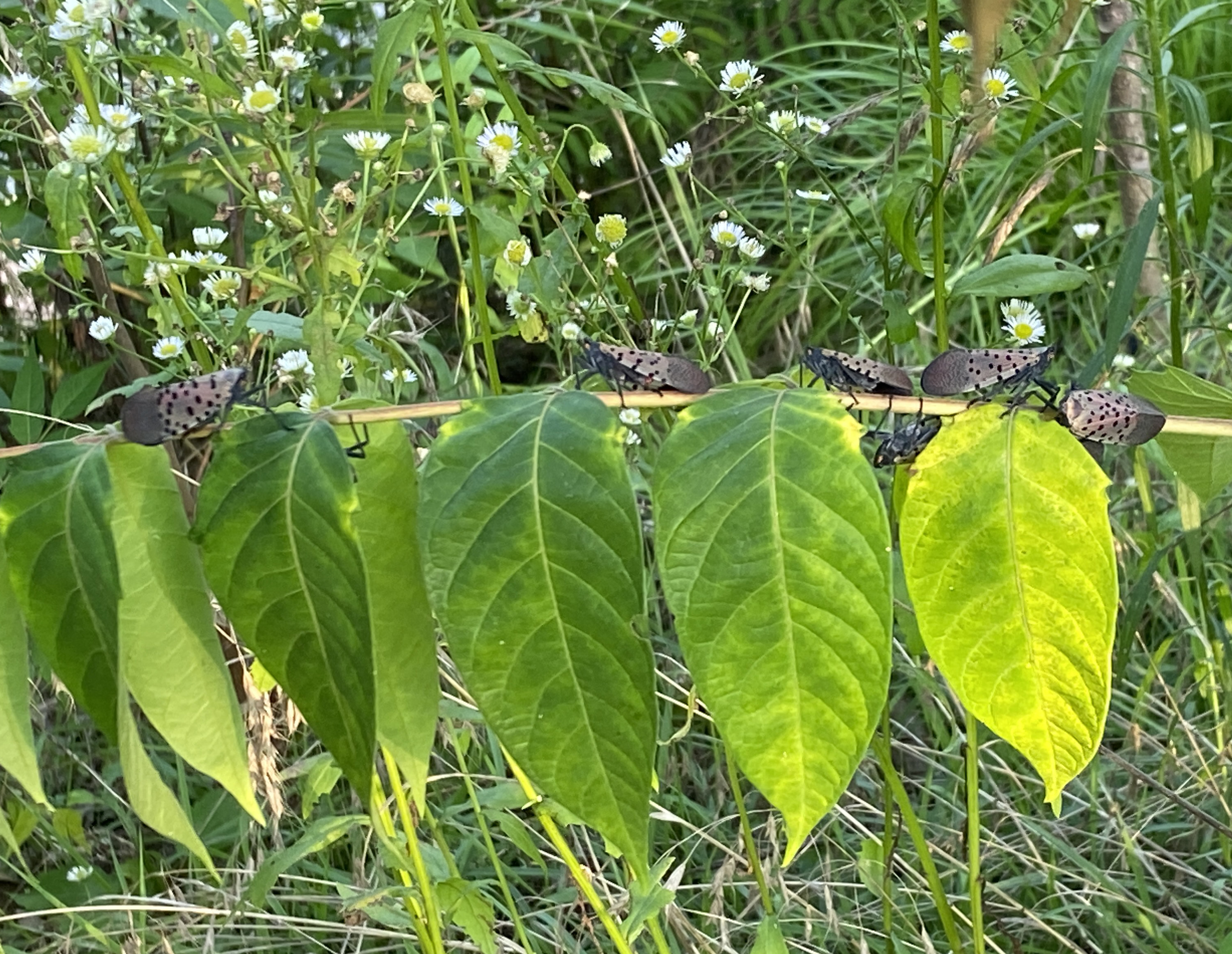 주홍날개꽃매미7