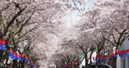 벚꽃축제 일정
