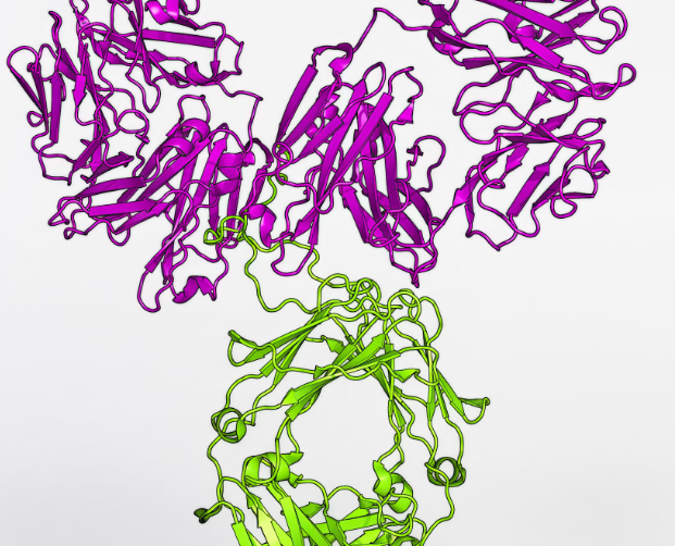 글루타치온 필름 효과(효능) : 면역