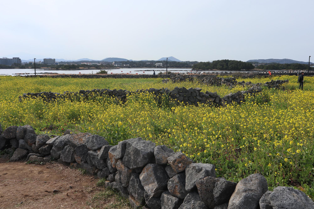 제주도의 모습이 담긴 풍경