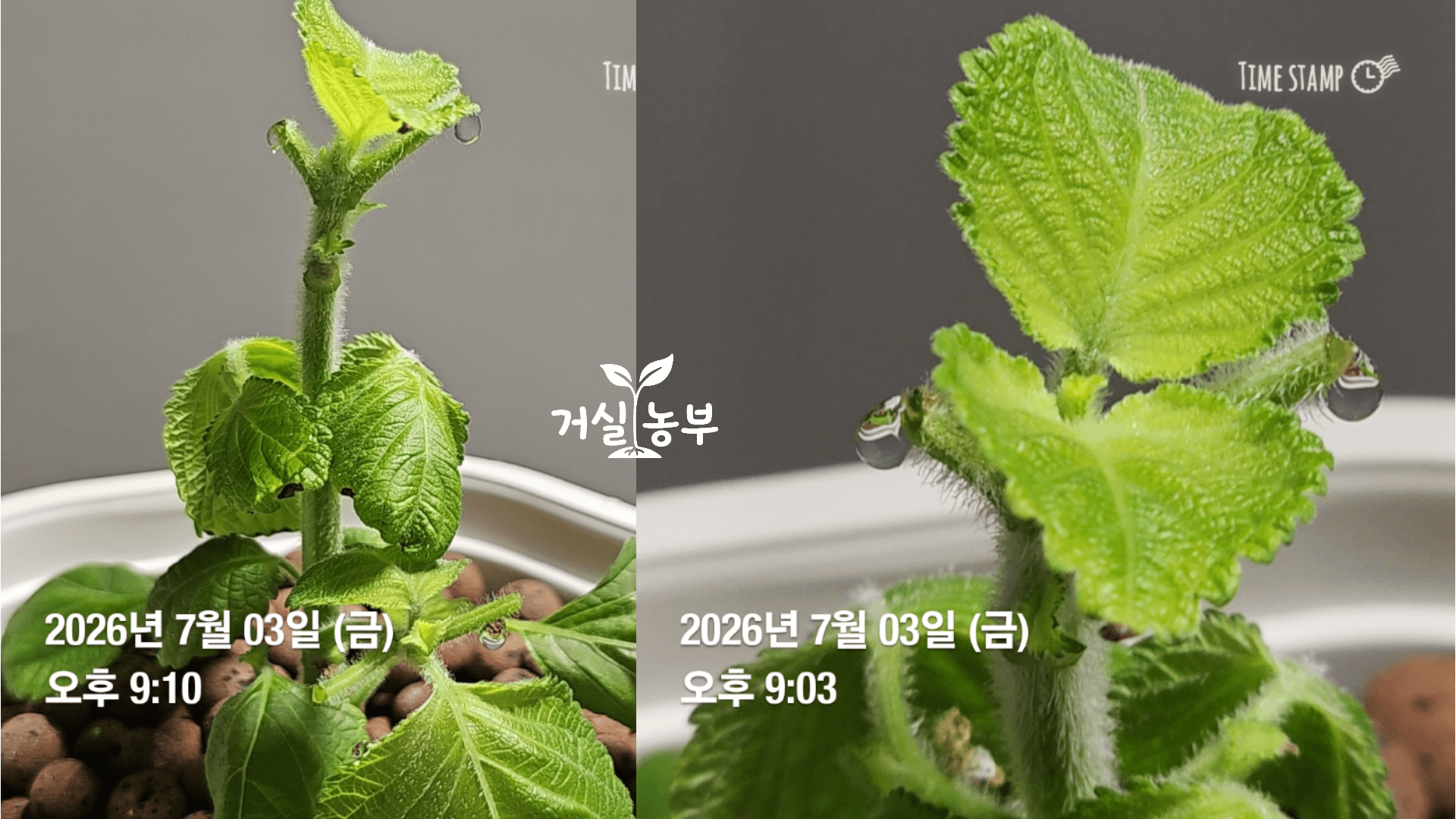 깻잎 수확 후 잘린 잎자루 절단면에 맺힌 투명한 물방울