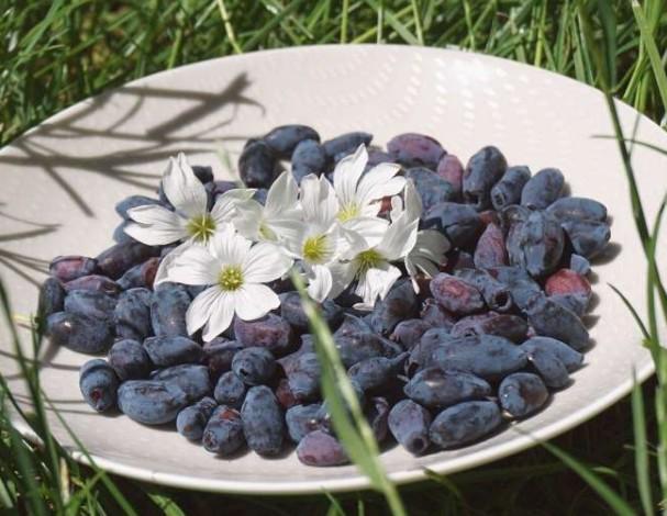 하스카프베리가격