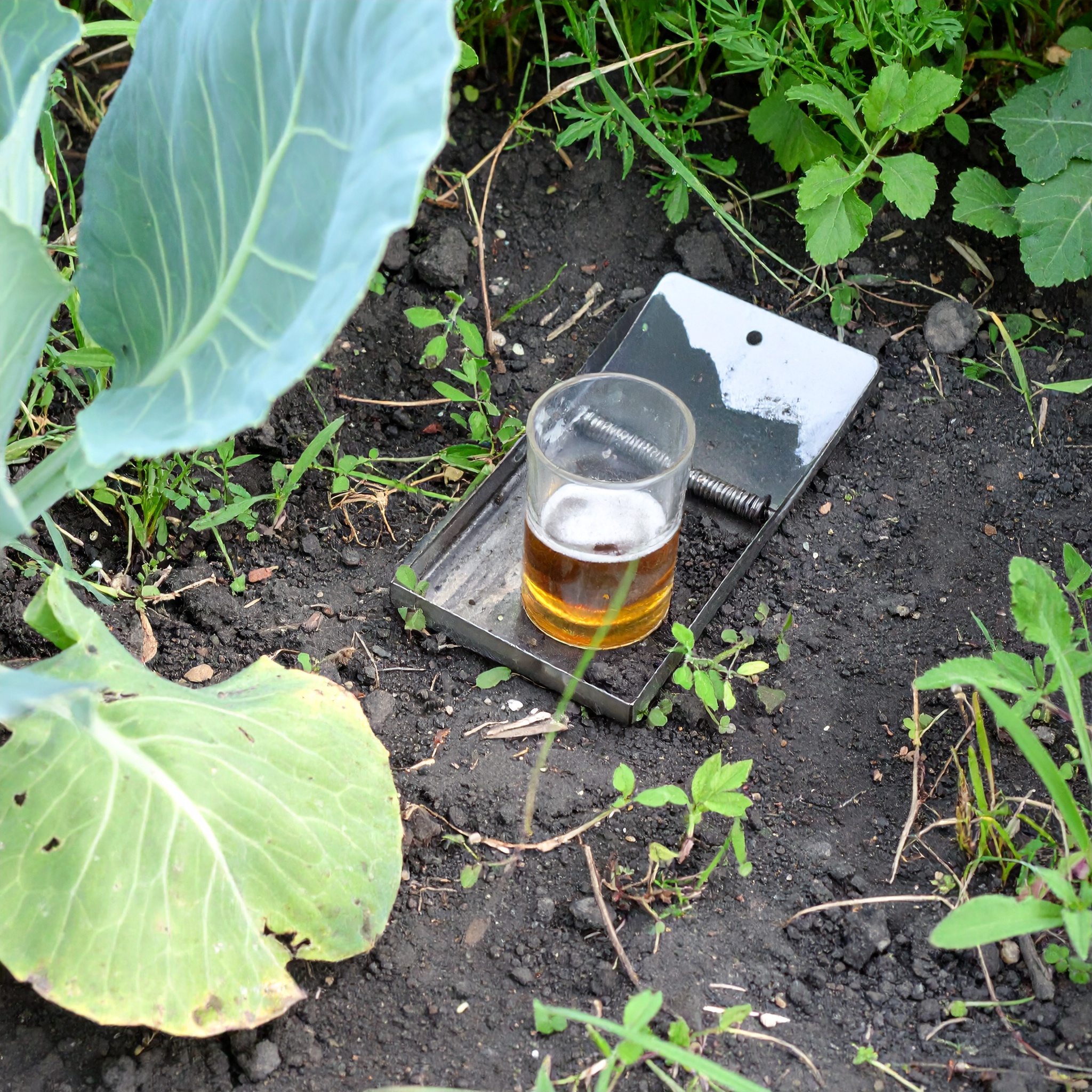 친환경 맥주 트랩 활용법