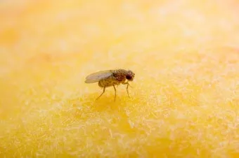 초파리 없애는 방법 효과 만점 초파리 트랩 만들기_6