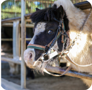 휴애리 동물먹이 주기 체험 말이미지 출처: 휴애리 홈페이지