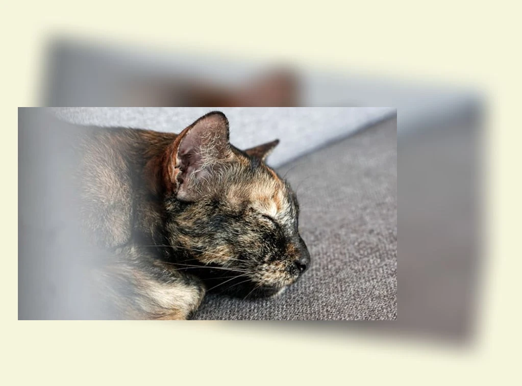 고양이 수면_1_subsection