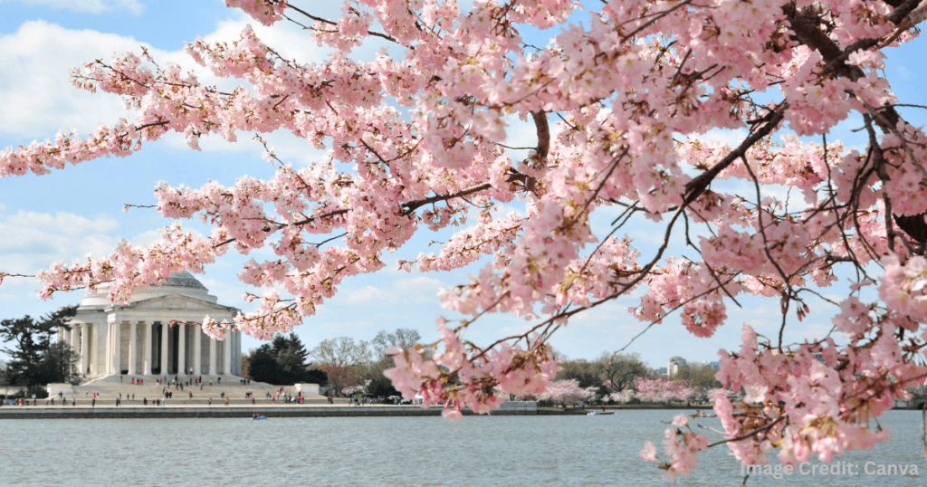 2025년 전국 벚꽃 명소 & 축제 안내