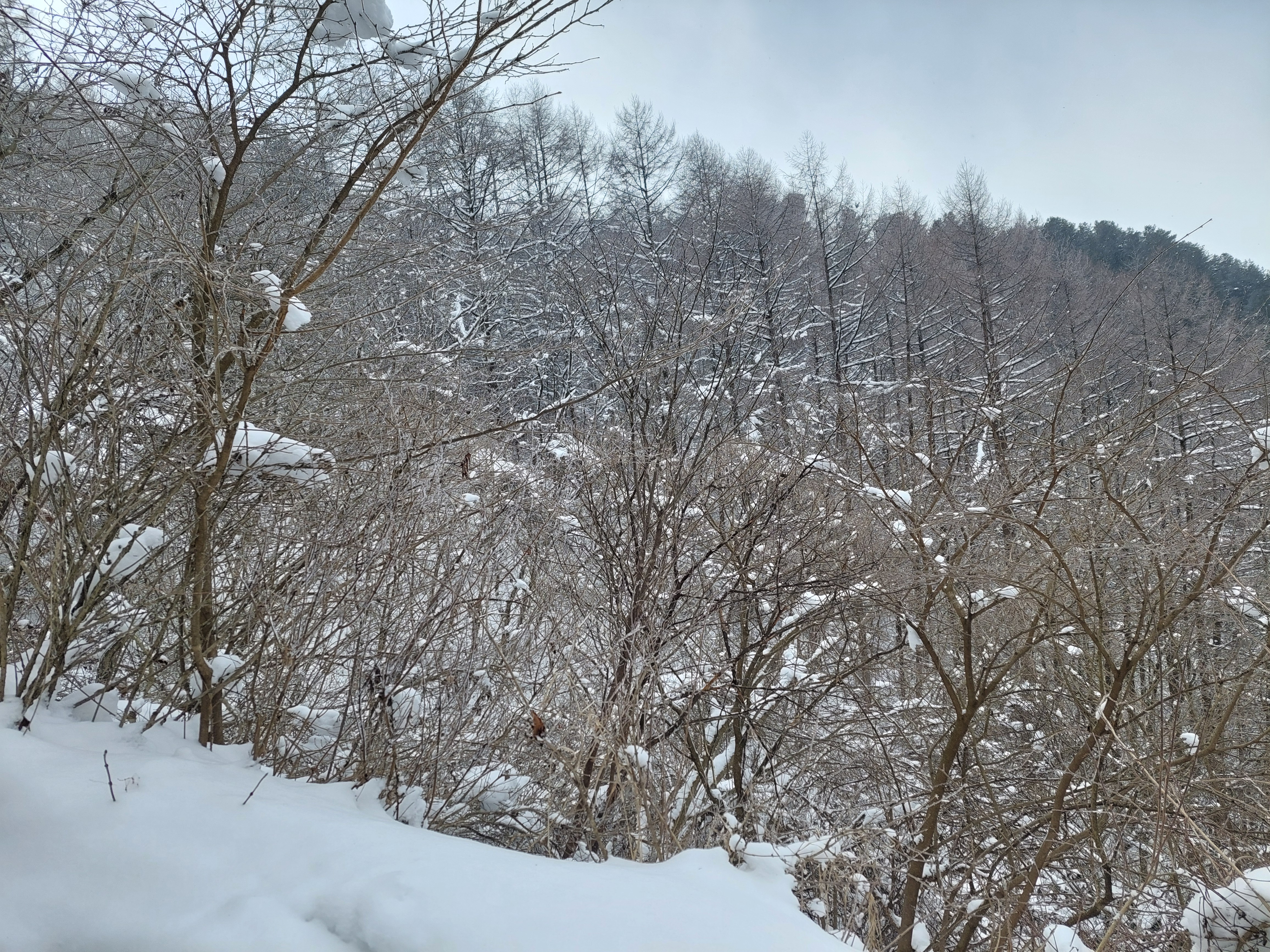 바래봉