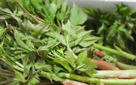 눈개승마 먹는법 효능 및 모종 재배법 알아보기(삼나물)