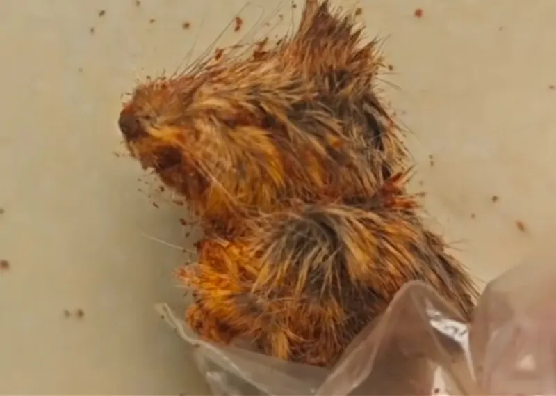 온라인 구매 고춧가루에서 &lsquo;쥐 머리 이물질&rsquo; 논란