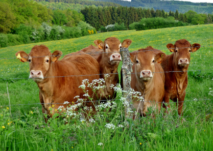 2025년 6월 소띠(丑띠) 생년별 운세