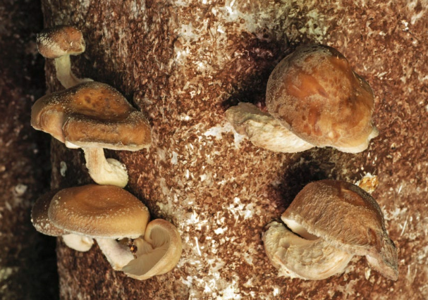 자연산 버섯가게 산드레