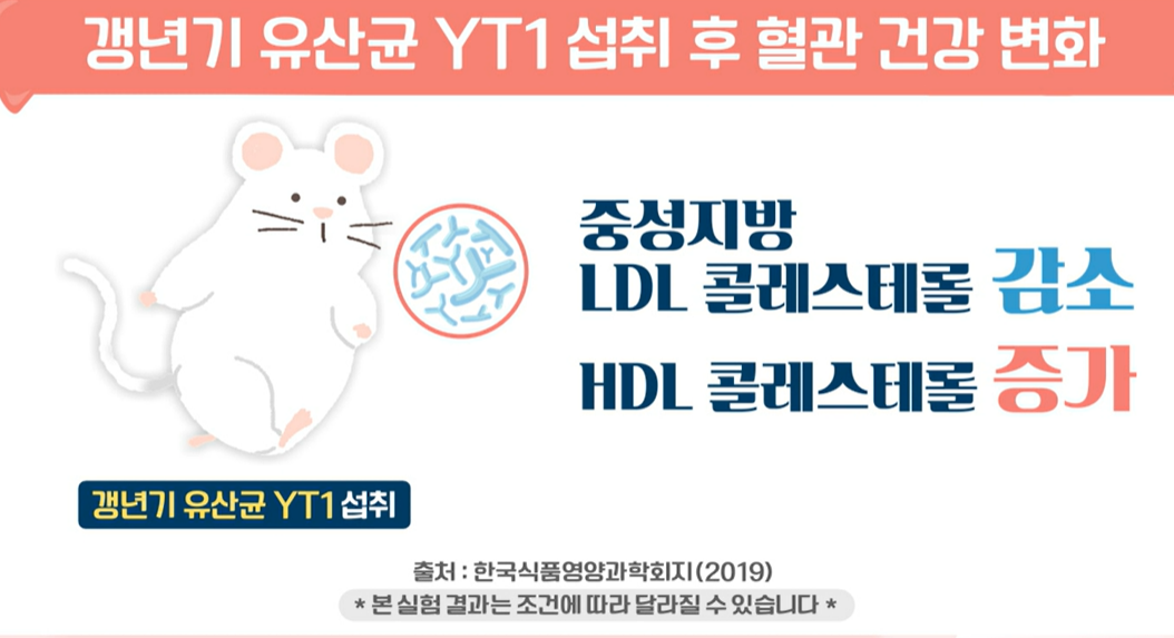 갱년기 유산균 YT1 효능