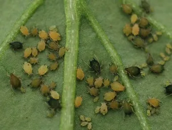 화분 진딧물 퇴치 천연살충 레몬오일 비누물 통풍환경 개선_8