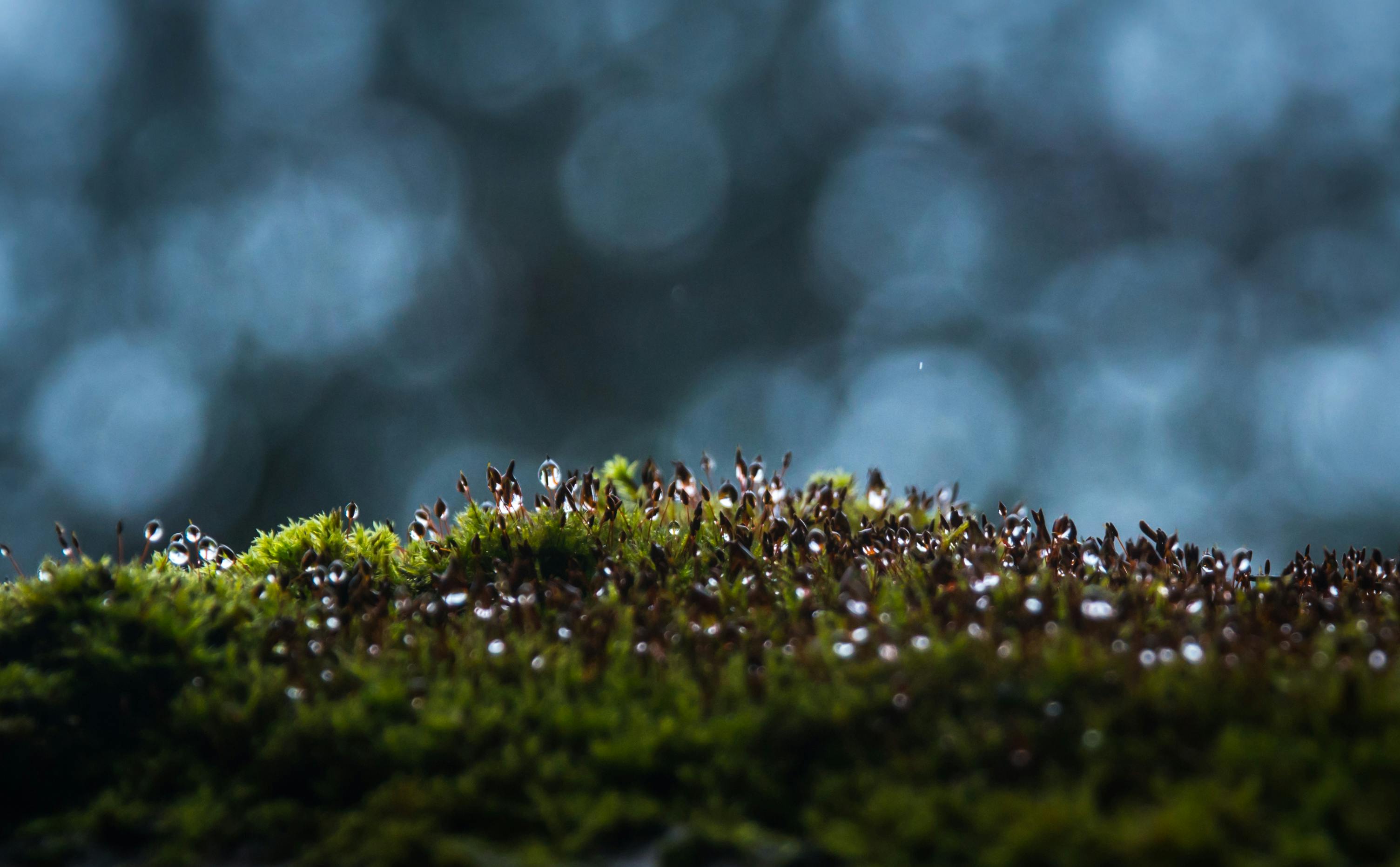 습한 지역의 이끼 사진