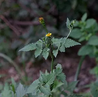 도깨비바늘 귀침초 자연이 준 해독의 명약 건강 효과_33