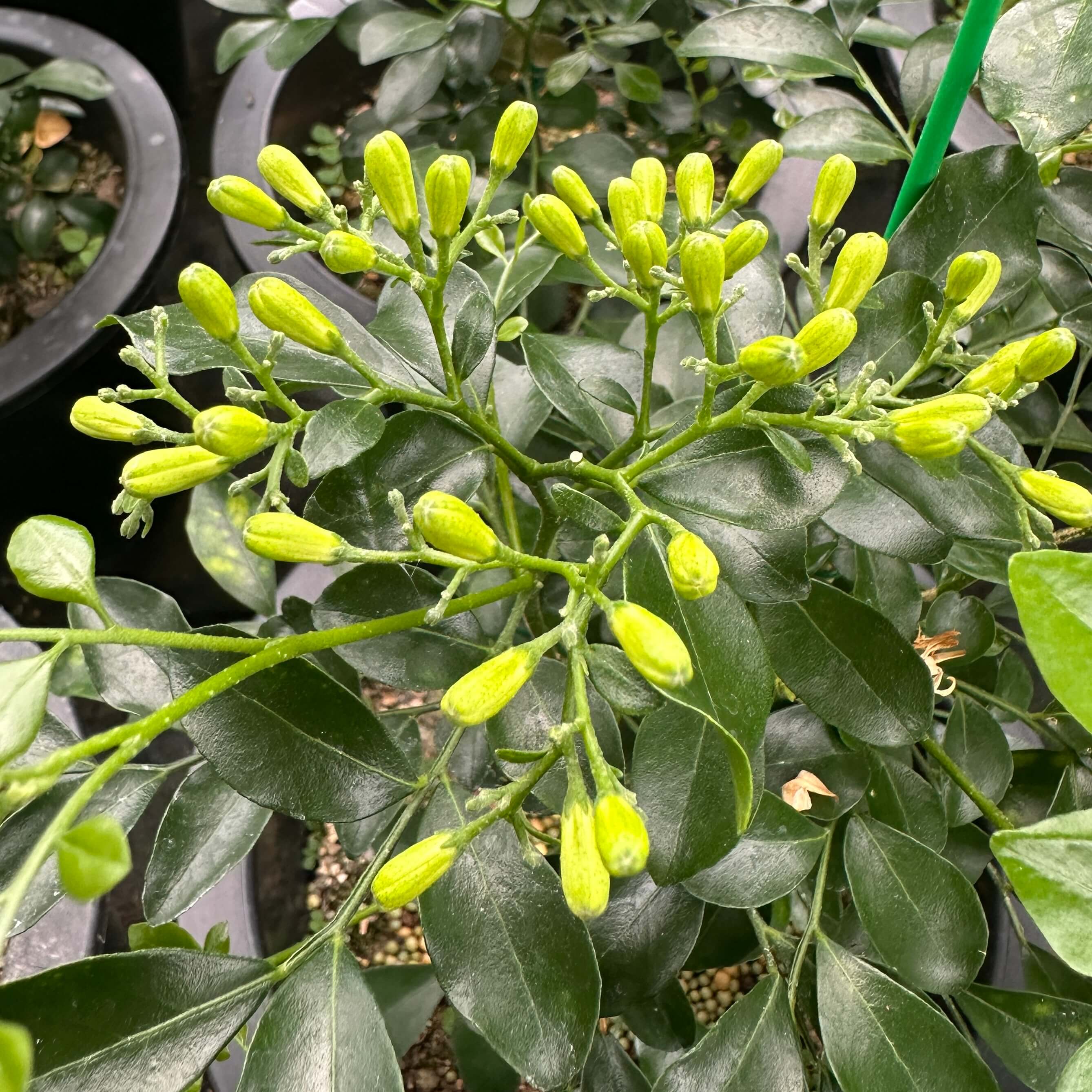 실내 식물 오렌지 쟈스민