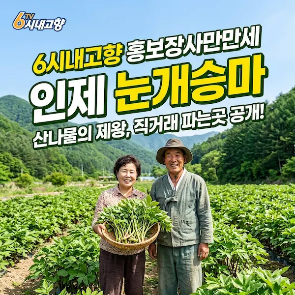 6시내고향 홍보장사만만세 인제 눈개승마
