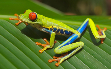 한국에서 기르기 쉬운 양서류 추천