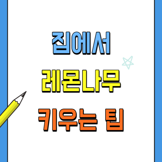 집에서레몬나무키우기