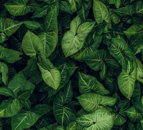 실내에서 특정 식물을 키우면 8시간 만에 공기 중 발암 물질이 97% 제거된다는 연구 결과가 나왔다.