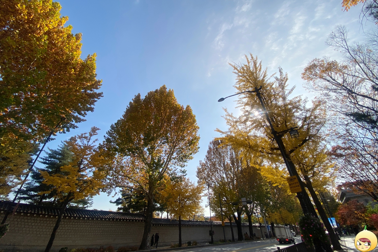 경복궁 돌담길 은행나무길