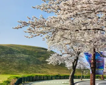 경주벚꽃축제_11