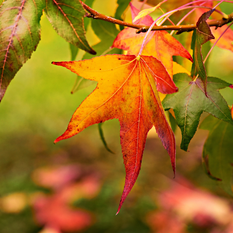 2024년 가을 축제_14