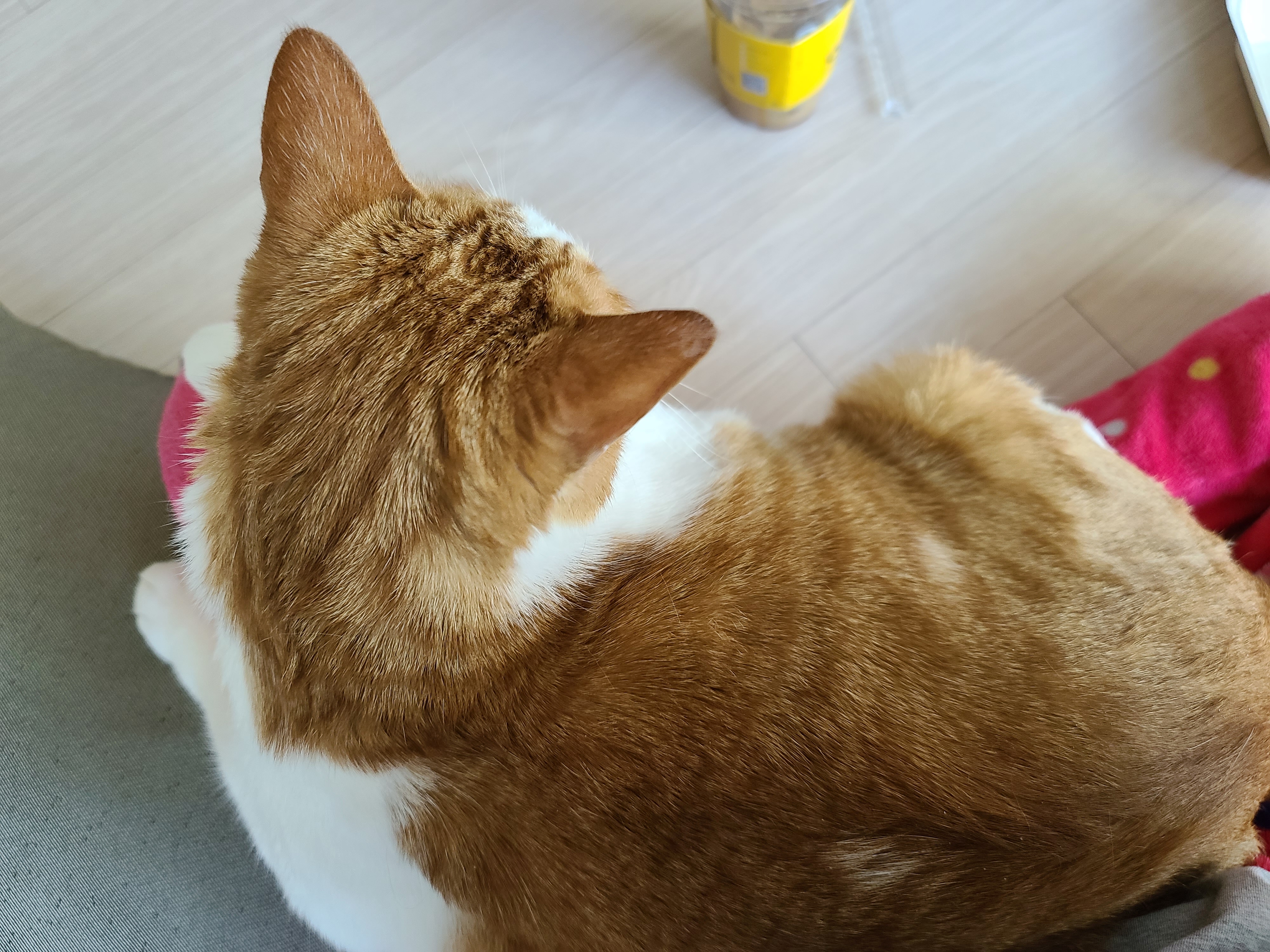 카라멜마끼야또와 크루아상와플과 고양이.