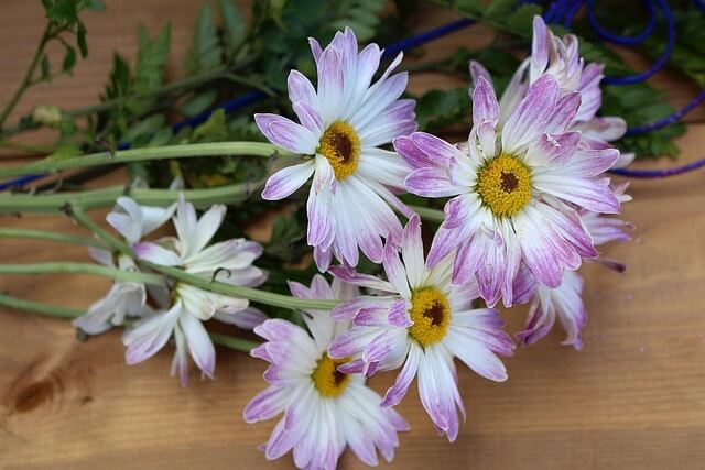 마가렛 꽃&amp;#44; 마가렛 꽃말