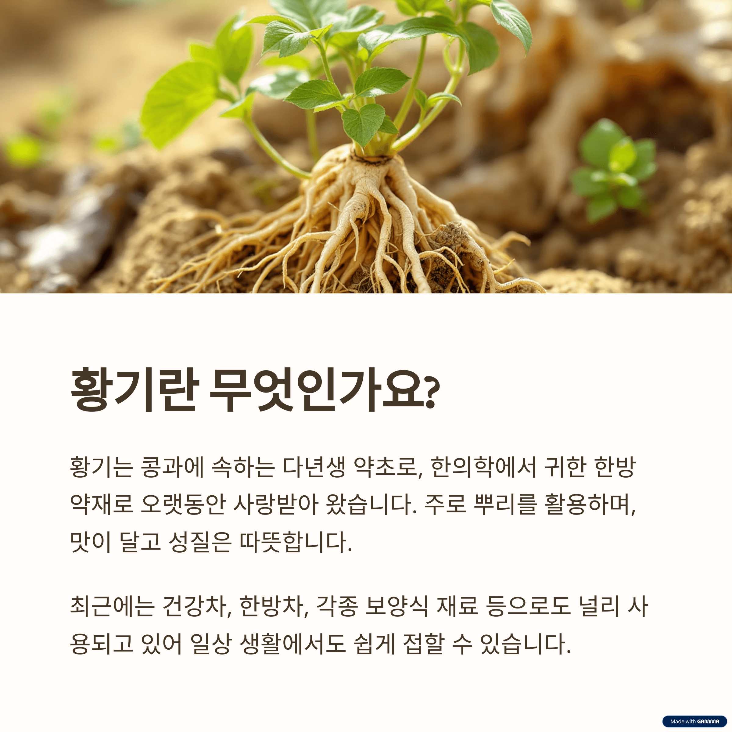 황기란 무엇인가요?