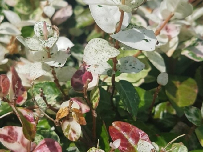 오색마삭줄을 담장에 올리기 전 반드시 점검해야 했던 한 가지 조건