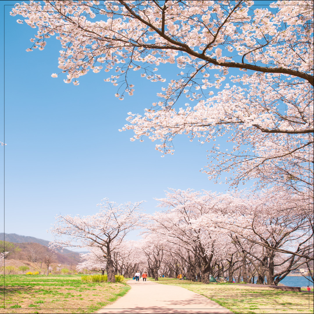 만석공원 벚꽃 수원 벚꽃 명소