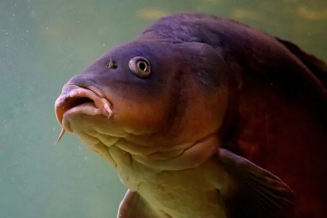 물고기를 잡는 꿈