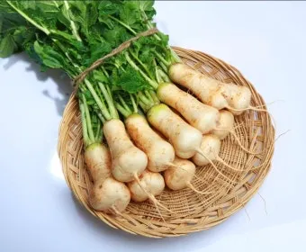 알타리무 파종시기 핵심 포인트_19