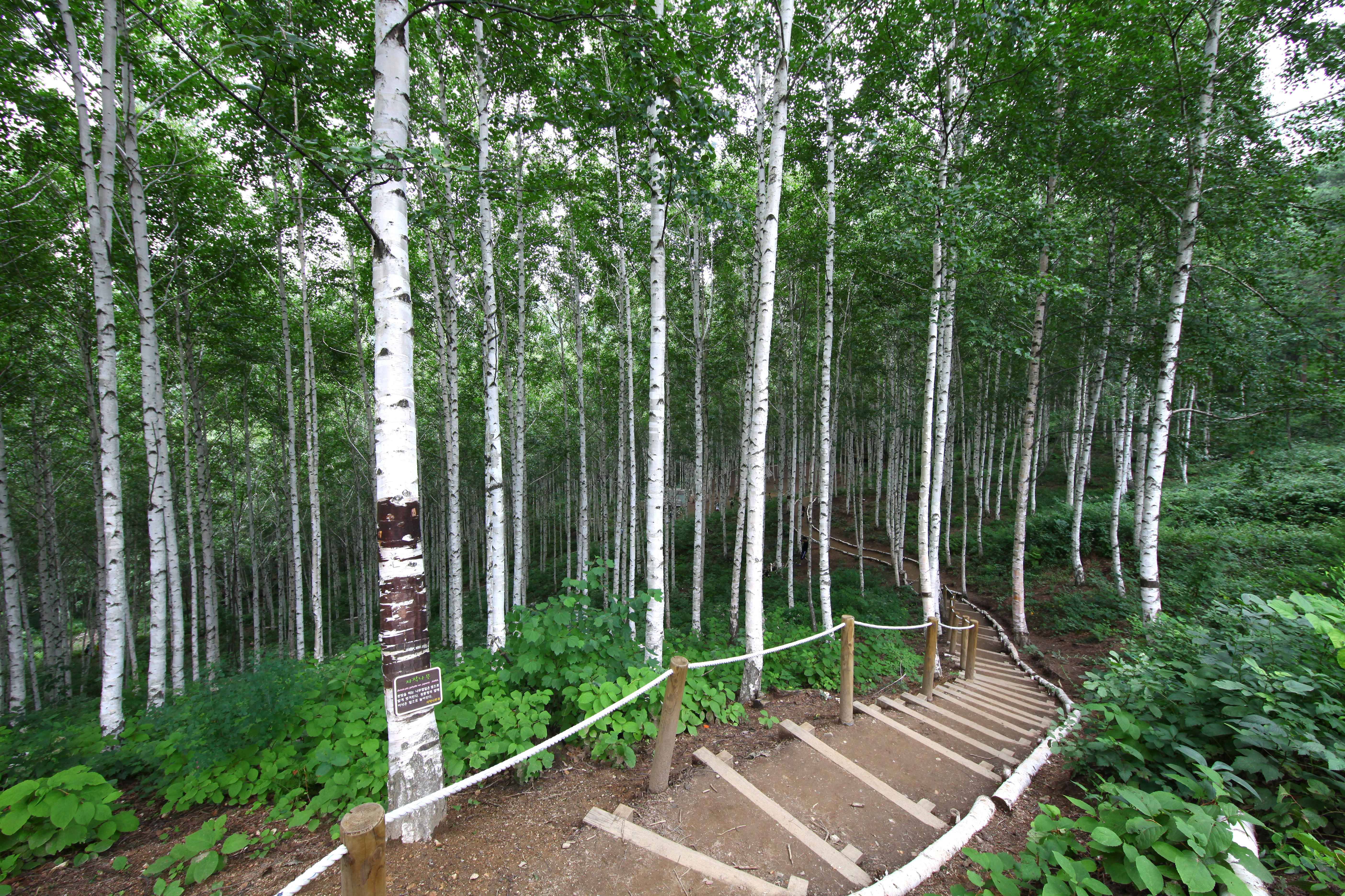 인제 원대리 자작나무 숲 사진