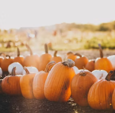단호박 효능 부작용 영양성분 고르는법 칼로리