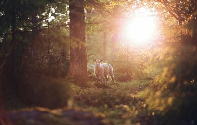 유럽과 아시아의 동물 보호법 비교