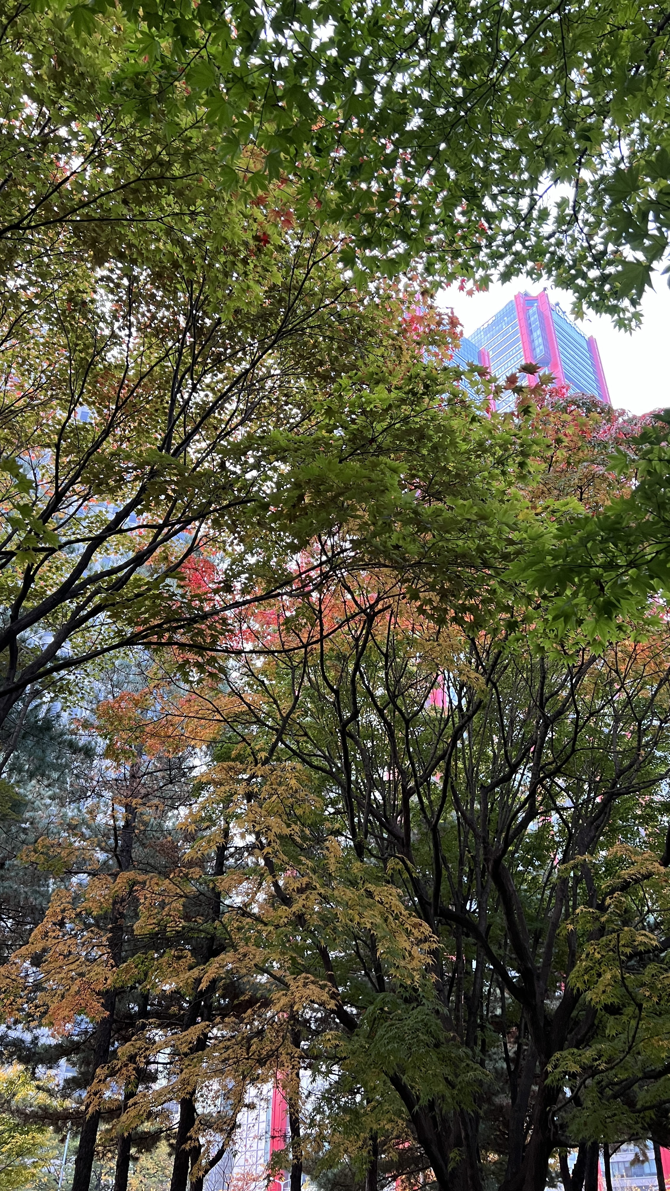 여의도 한강공원 