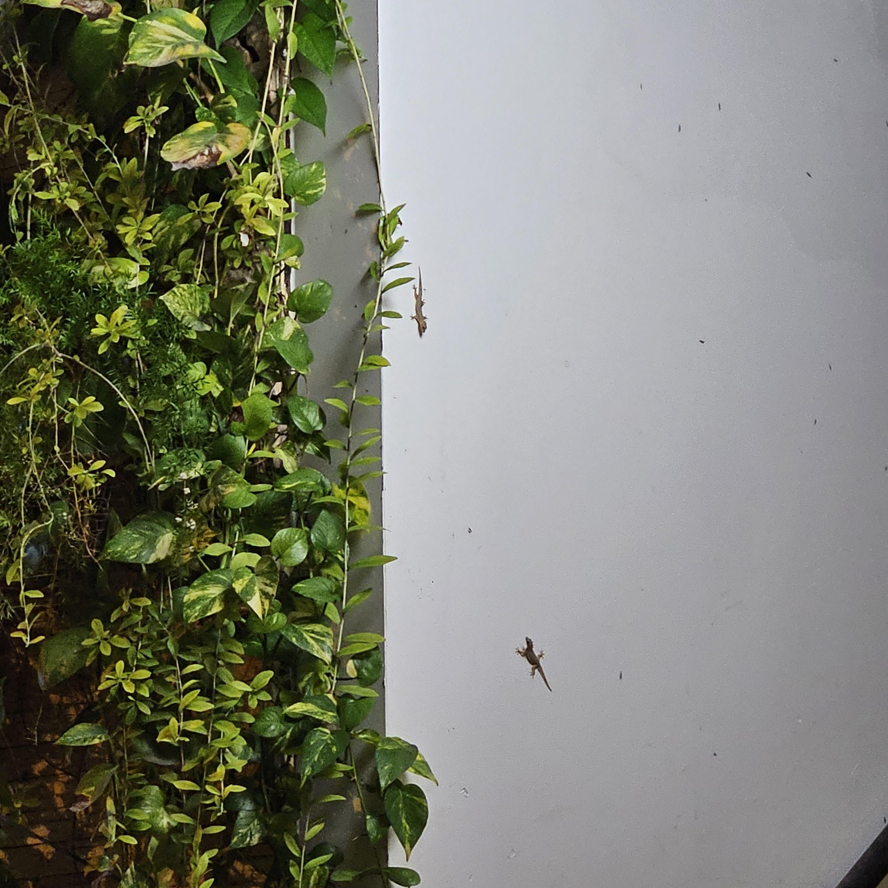 나트랑 거리 도마뱀