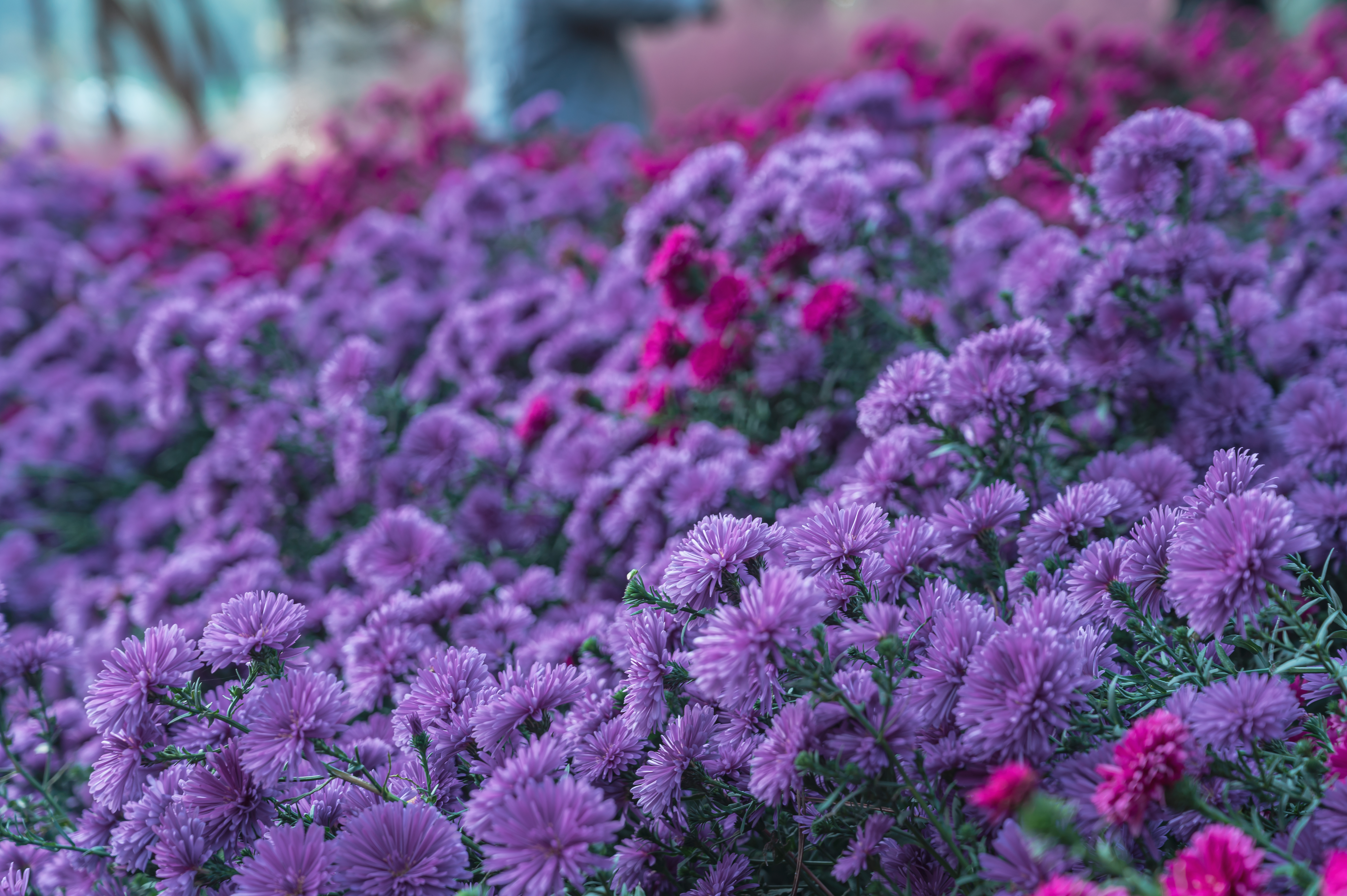 신흥 근린 공원 둘레길