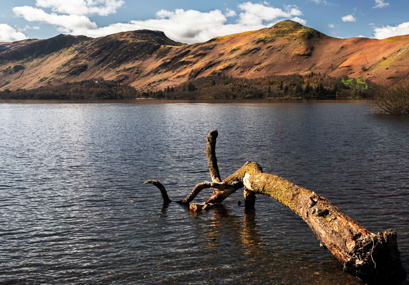하늘-산-호수-고목-사진