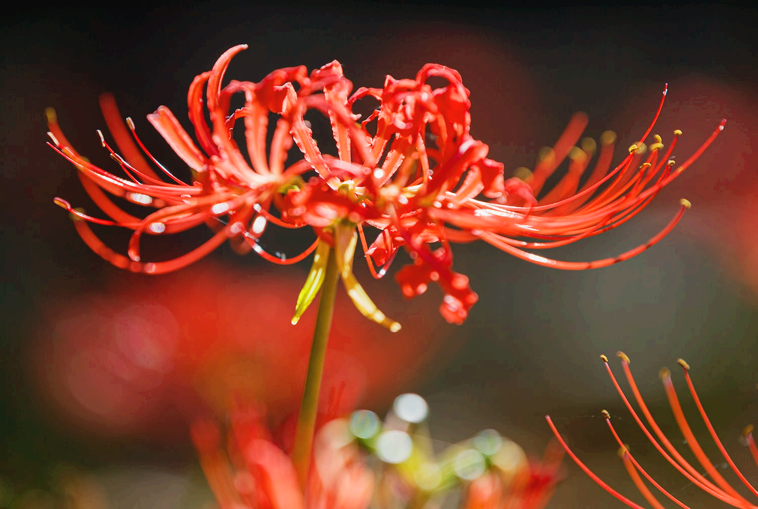 분당 중앙공원 꽃무릇15