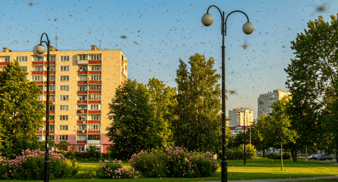 러브버그 출몰지역