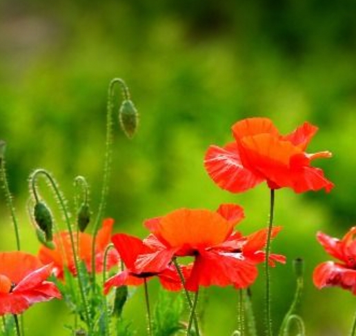 2025 원주용수골꽃양귀비축제