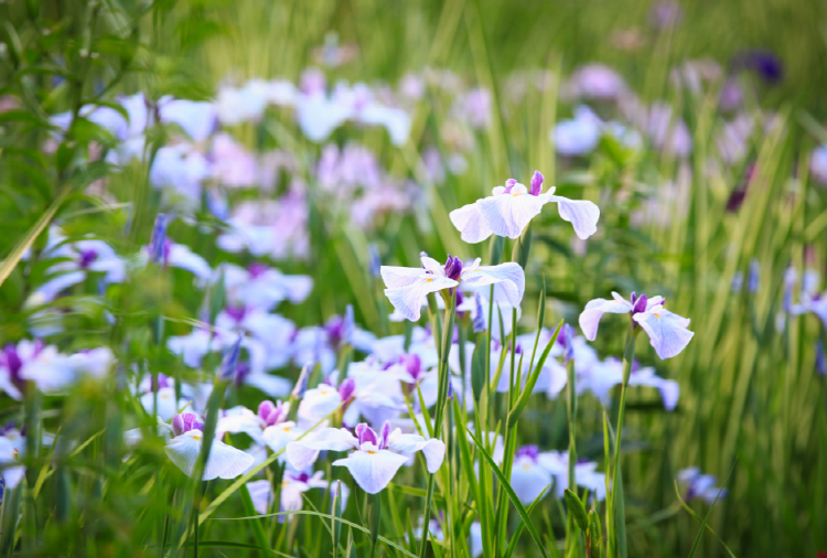 아침고요 수목원