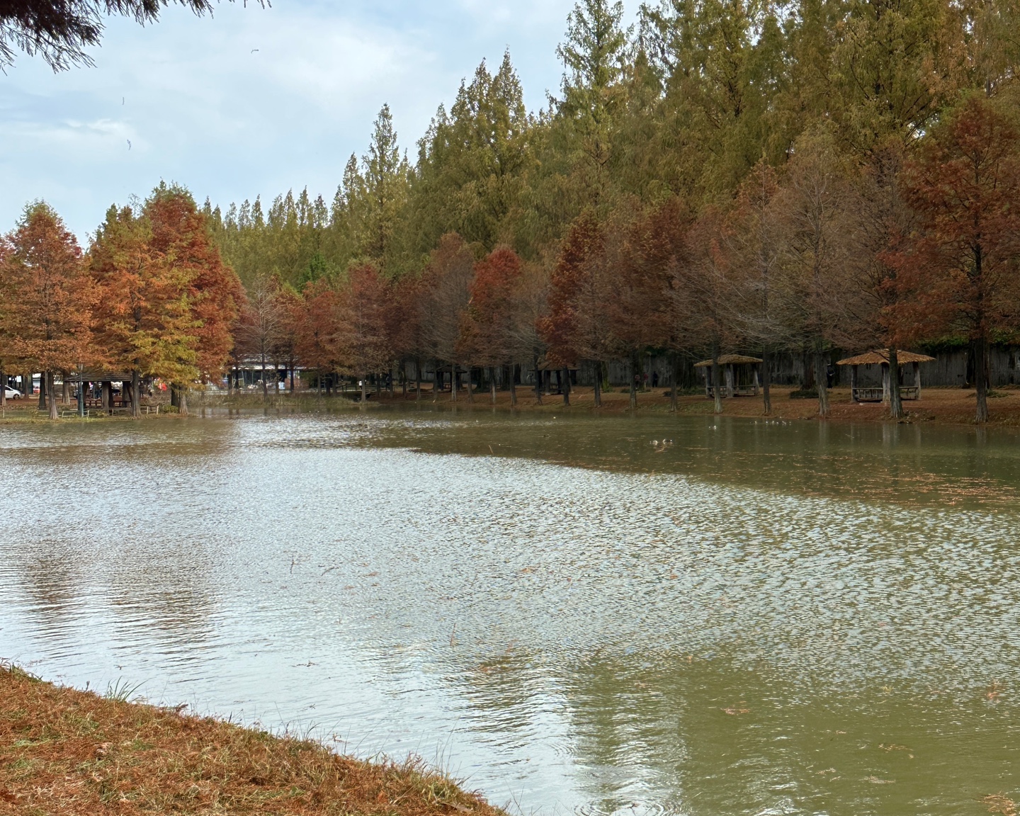 담양메타세콰이어길